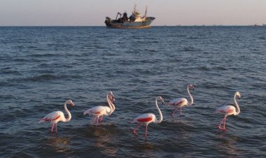 ساحل سورو بندرعباس