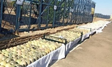 هندوانه های تریاکی!