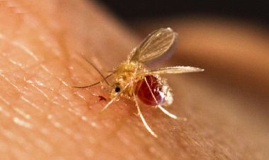 مراقب پشه‌های خاکی باشید؛ سالک منتقل می‌کنند