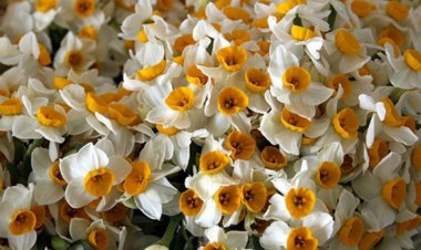 بهبهان شهر نرگس های زیبا + عکس