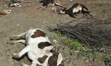احتمال شیوع بیماری تب برفکی در کهگیلویه و بویراحمد