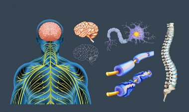 یک ویروس معمولی عامل ابتلا به بیماری ام اس
