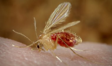 شیوع بیماری سالک در جهرم