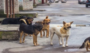 پیشنهاد یک خبرگزاری: سگ‌های ولگرد را به چین و کره‌جنوبی صادر کنید!
