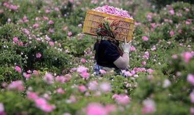 حرف و حدیث‌ها درباره وقفی بودن یا نبودن میمند فارس با ۷۰۰ سال قدمت