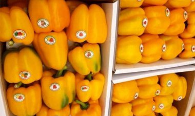 معاون وزیر جهاد کشاورزی: آلودگی محصولات کشاورزی، فتنه دشمن است