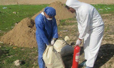 رصد و پایش آنفلوآنزای فوق حاد پرندگان در گتوند