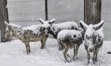 یخ زدن الاغ‌ها از شدت سرما