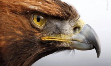 لحظه حمله عقاب به یک نوجوان در مسجد سلیمان