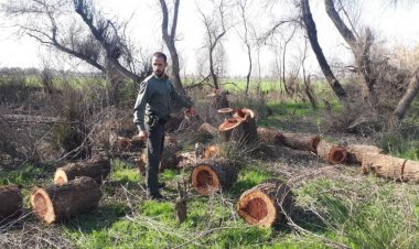 ۱۰ پرونده قضایی درخصوص قطع درختان جنگلی پارک ملی دز تشکیل شد