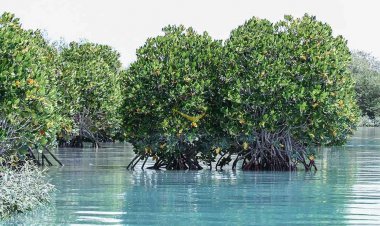 آلودگی نفتی به جنگل حرا رسید