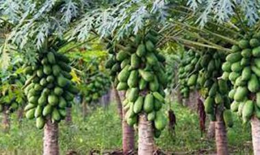 برداشت میوه استوایی در فسا