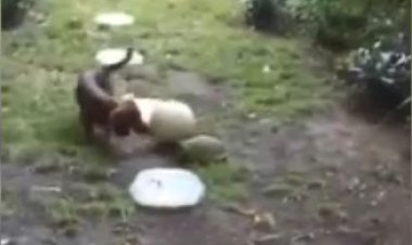 ببینید | پربیننده‌ترین ویدیویی جهان؛ فوتبال بازی کردن سگ و لاک‌پشت