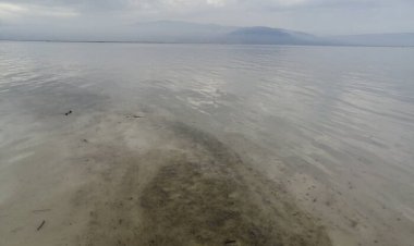 علت تغییر رنگ آب در سواحل شمالی قشم چیست؟