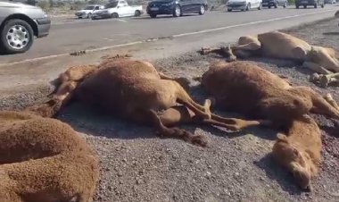 تصادف کامیون با ۱۳ شتر در بندرعباس