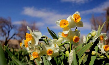 برداشت گل از بزرگترین نرگس زار دیم کشور