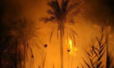در اروند کنار۳۳۰ نفر نخل در آتش سوخت