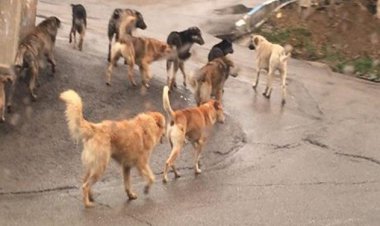 استاد دانشگاه آزاد اهواز قربانی جدید سگ های ولگرد!