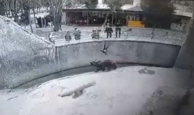 زن ازبک دخترش را داخل قفس خرس قهوه‌ای انداخت