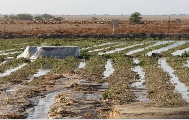 بارندگی و تگرگ ١٨٤ میلیارد تومان به کشاورزان دیر خسارت وارد کرد