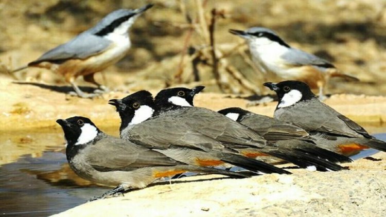 صادرات پرندگان به کشورهای عربی با مجوز محیط زیست!