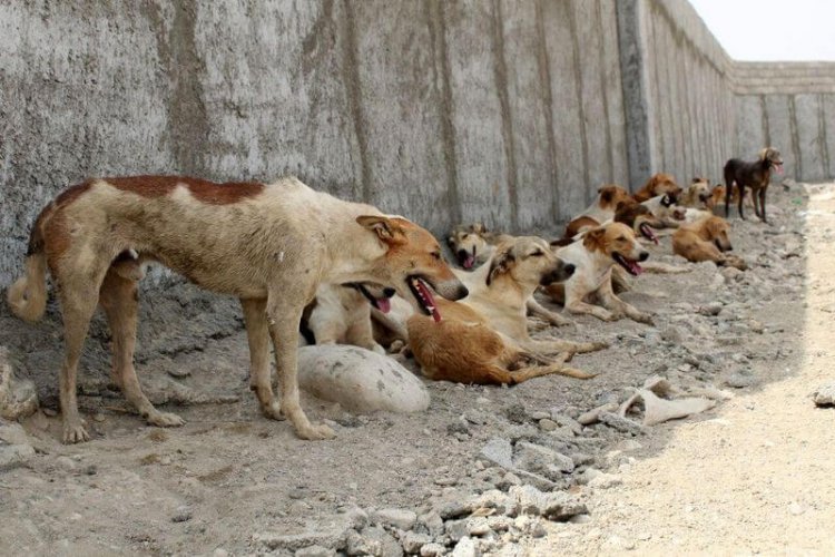 هشت هزار مورد حیوان گزیدگی سالانه در خوزستان