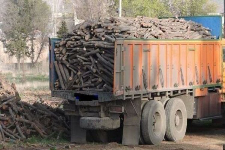 کشف بیش از ۷ تن چوب بلوط قاچاق در کازرون