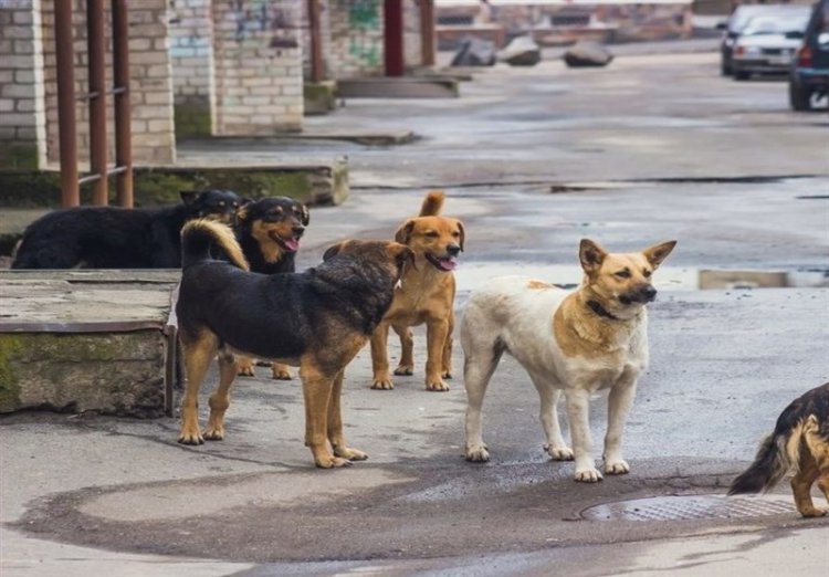 پیشنهاد یک خبرگزاری: سگ‌های ولگرد را به چین و کره‌جنوبی صادر کنید!