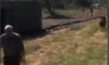 ببینید | لحظه هولناک حمله یک شیر به پیرمرد بیدفاع