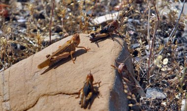 هجوم ملخ‌های صحرایی به کشور از اواخر اسفندماه