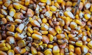 امحای بیش از ۵۰۰ تن ذرت فاسد پس از هفت سال بلاتکلیفی