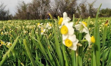 پیش بینی برداشت ۱۰۰ میلیون شاخه گل نرگس در کازرون فارس