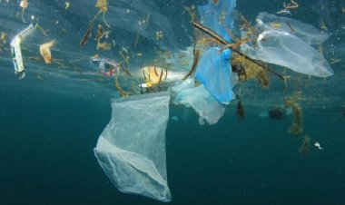 عسلویه رکوردار بالاترین میزان آلایندگی میکروپلاستیک در کشور/بالابودن آلودگی آب در سواحل کیش