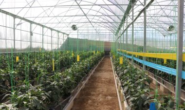 بزرگترین گلخانه صیفی استان فارس در اقلید گشایش یافت