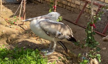 نجات مهمان زمستانی لارستان از مرگ/ پلیکان مهاجر به آغوش تالاب هیرم بازگشت