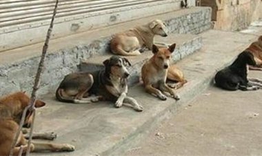 شهردار اهواز:  ساختمان شهرداری را می‌فروشیم و خرج جمع‌آوری سگ‌های بلاصاحب  می‌کنیم