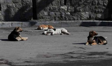 سرپرست مرکز بهداشت غرب اهواز:  در سایت‌های نگهداری سگ‌های بلاصاحب، سگی ندیدیم!