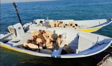 توقیف قایق‌های حامل ۱۷۲ رأس دام قاچاق در آب‌های قشم