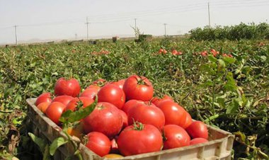 کشت گوجه‌فرنگی در استان بوشهر قراردادی می‌شود