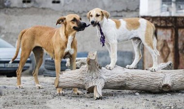 جولان سگ های بلاصاحب در کازرون و شهرداری همچنان در سکوت