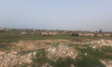 منطقه حفاظت شده نایبند جای چرای دام نیست