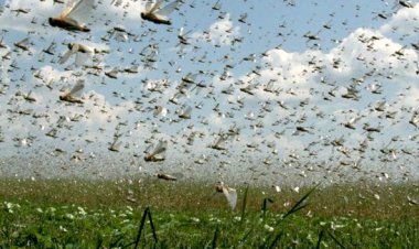 احتمال حمله ملخ‌ها به ایران قوت گرفت/ آمادگی سه هزار نفر در استان‌های جنوبی