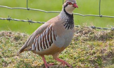 سه متخلف شکار کبک در دنای شمالی دستگیر شدند