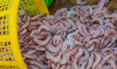 صادرات میگوی جنوب  به آمریکا و عربستان، البته با برچسب عمان!