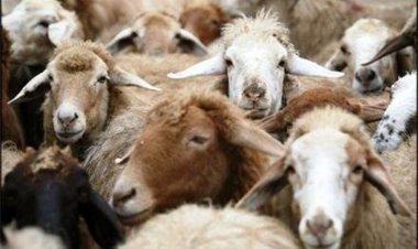 صادرات دام اسیر بازی‌های وزارت کشاورزی شد/ دام‌ها در اسکله بدون خوراک ماندند