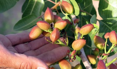 کشت پسته بدون نیاز به آب در سروستان