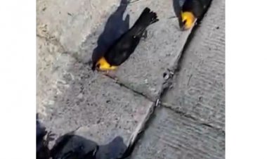 تصاویری تکان‌دهنده از مرگ دست‌جمعی و عجیب پرندگان در مکزیک