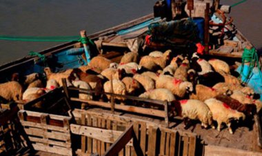منع دوباره صادرات دام موجب تحمیل خسارات به دامداران خوزستانی شد
