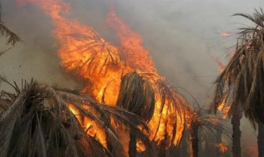 هزار نخل خرمای اروندکنار آبادان در آتش سوخت