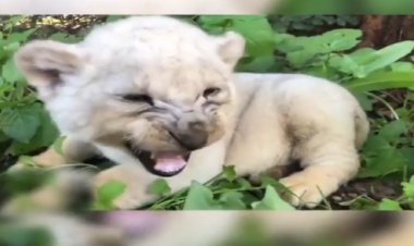 تولد یک توله شیر سفید در باغ وحش دزفول